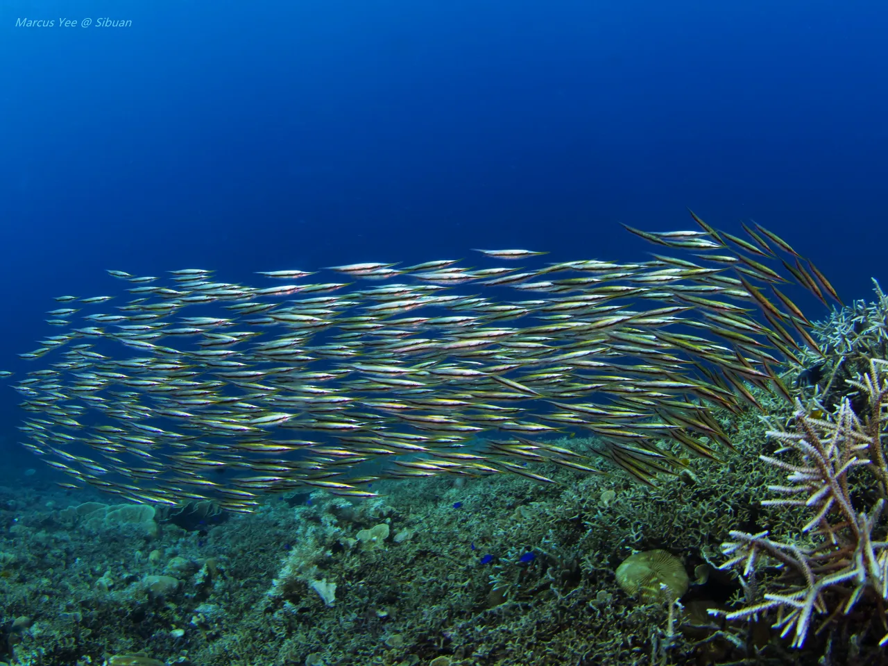A school of yellow-striped fish swimming above a coral reef