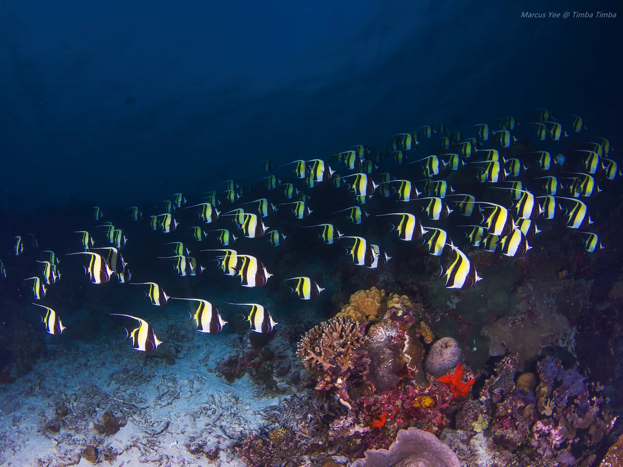 A school of black-and-white fish above a coral reef