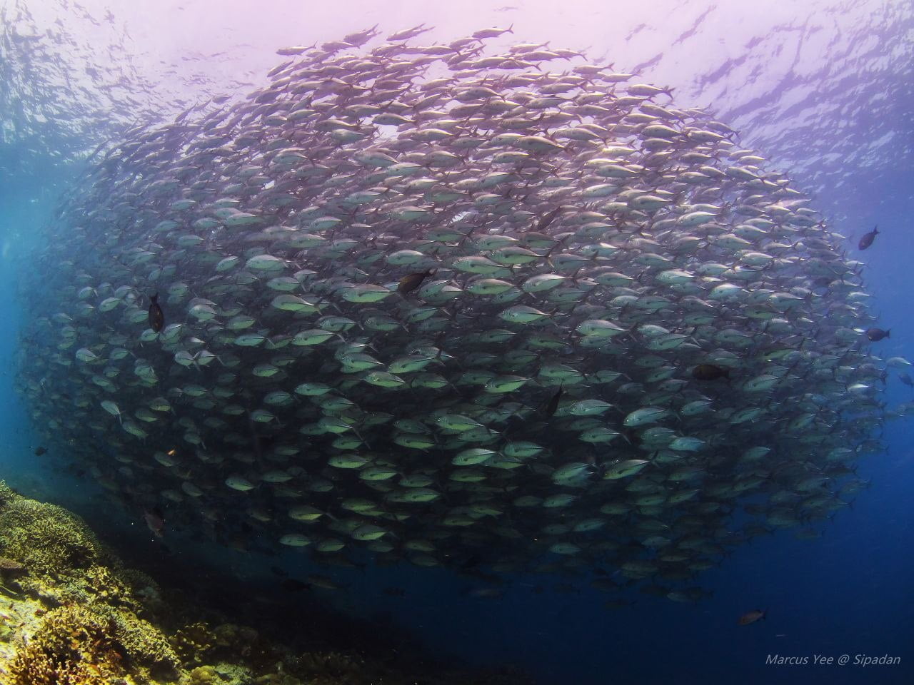 Diving in Sipadan