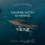 Diving with Sharks Unveiling the Myth at Tioman Island’s Renggis Dive Site
