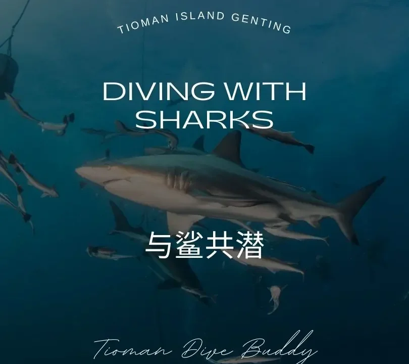 Diving with Sharks Unveiling the Myth at Tioman Island’s Renggis Dive Site