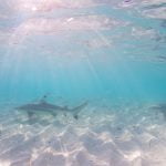 dive with shark tioman island