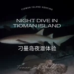 刁曼岛夜潜体验