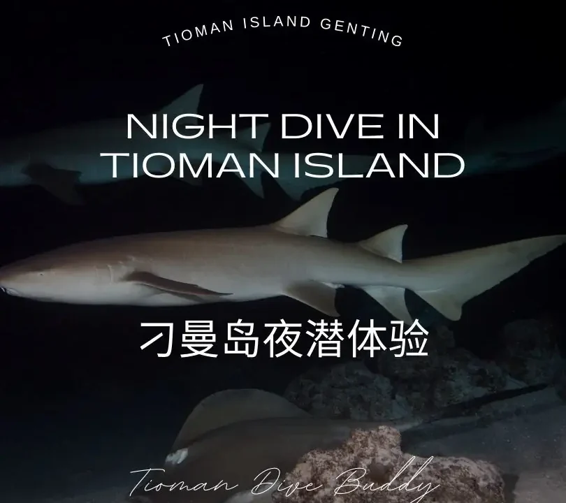 刁曼岛夜潜体验