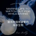 Marine Life to Watch Out for While Diving - 潜水时值得留意的海洋生物