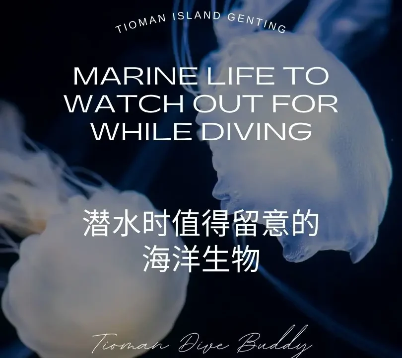 Marine Life to Watch Out for While Diving - 潜水时值得留意的海洋生物