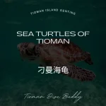 刁曼海龟
