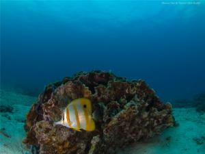 Tioman Underwater Photography