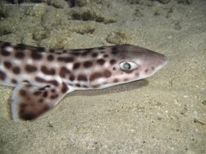 tioman-coral-cat-shark