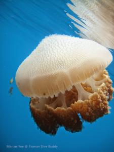 tioman-jellyfish